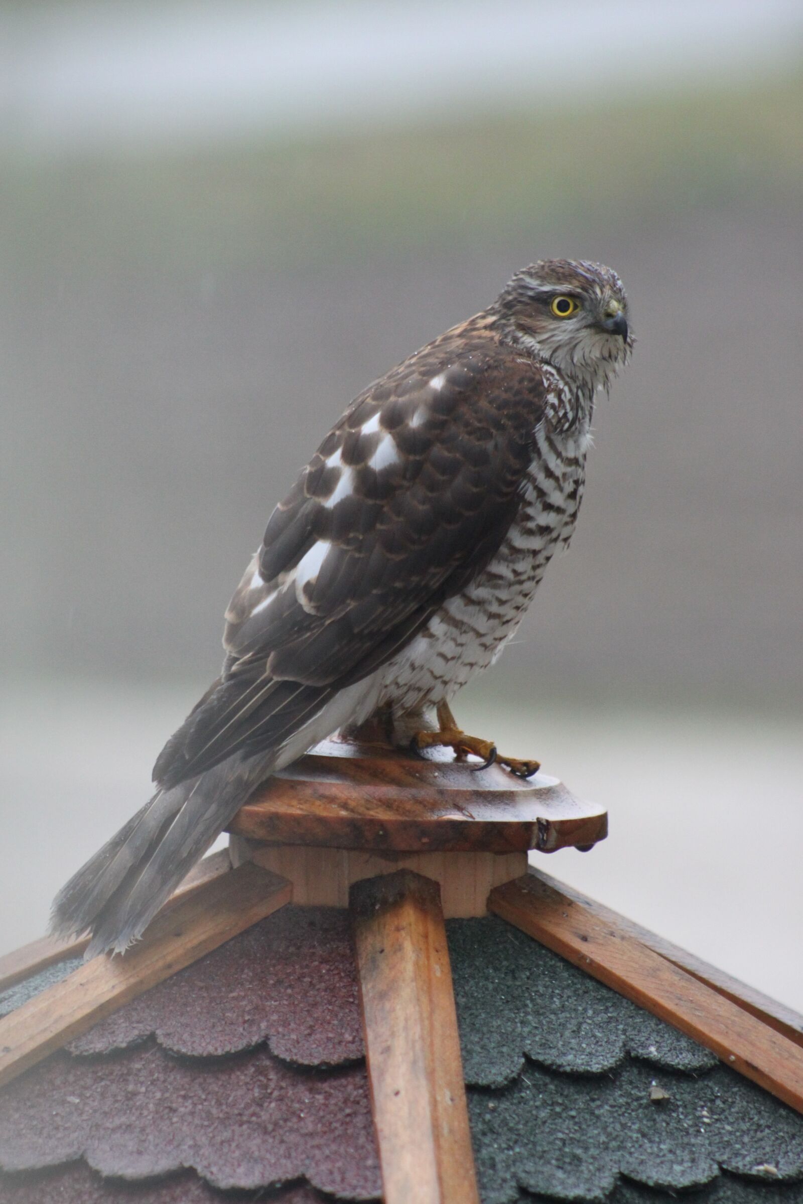 Canon EOS 500D (EOS Rebel T1i / EOS Kiss X3) sample photo. Sperber, bird of prey photography
