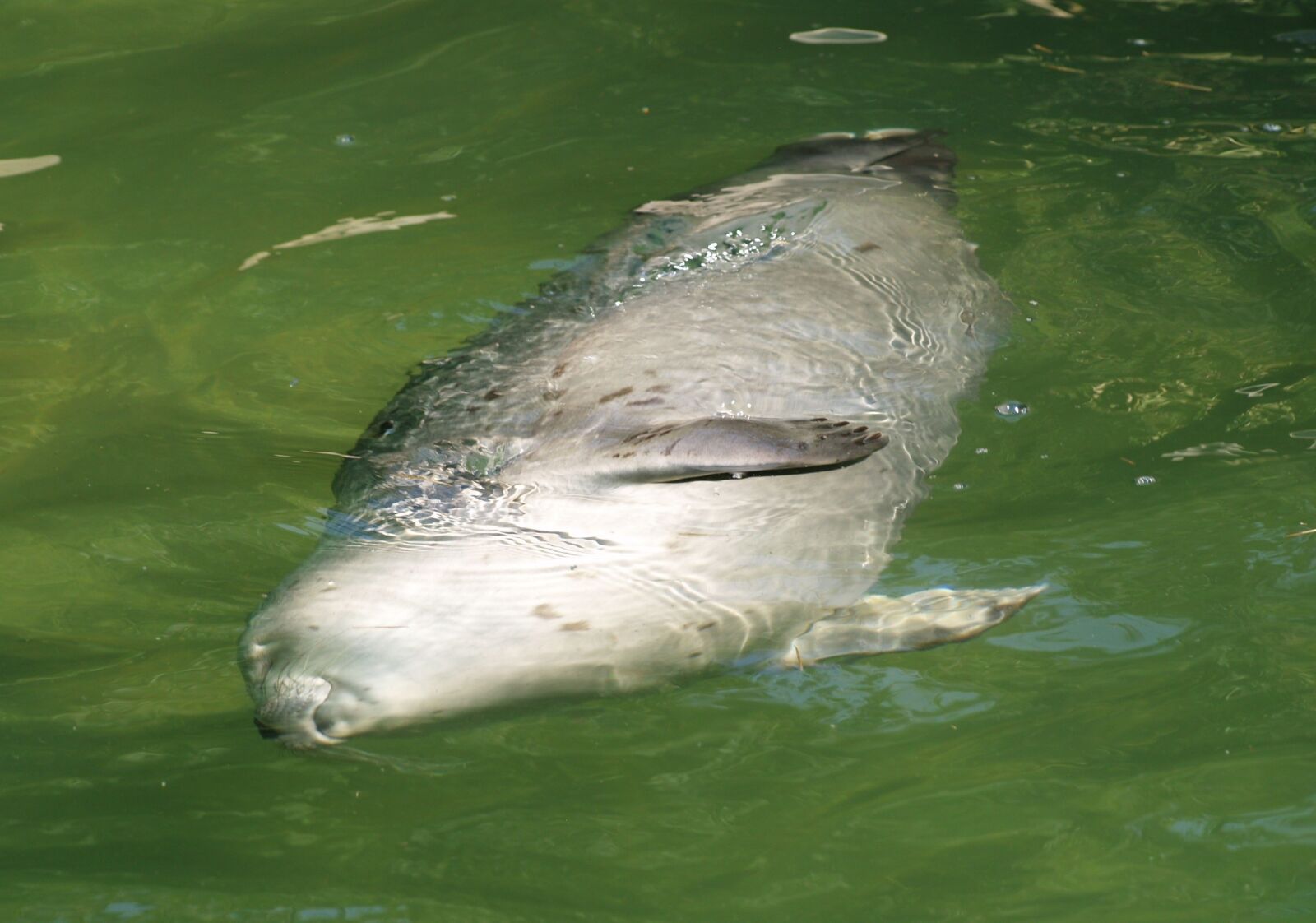 Olympus E-400 (EVOLT E-400) sample photo. Seal, zoo, water photography