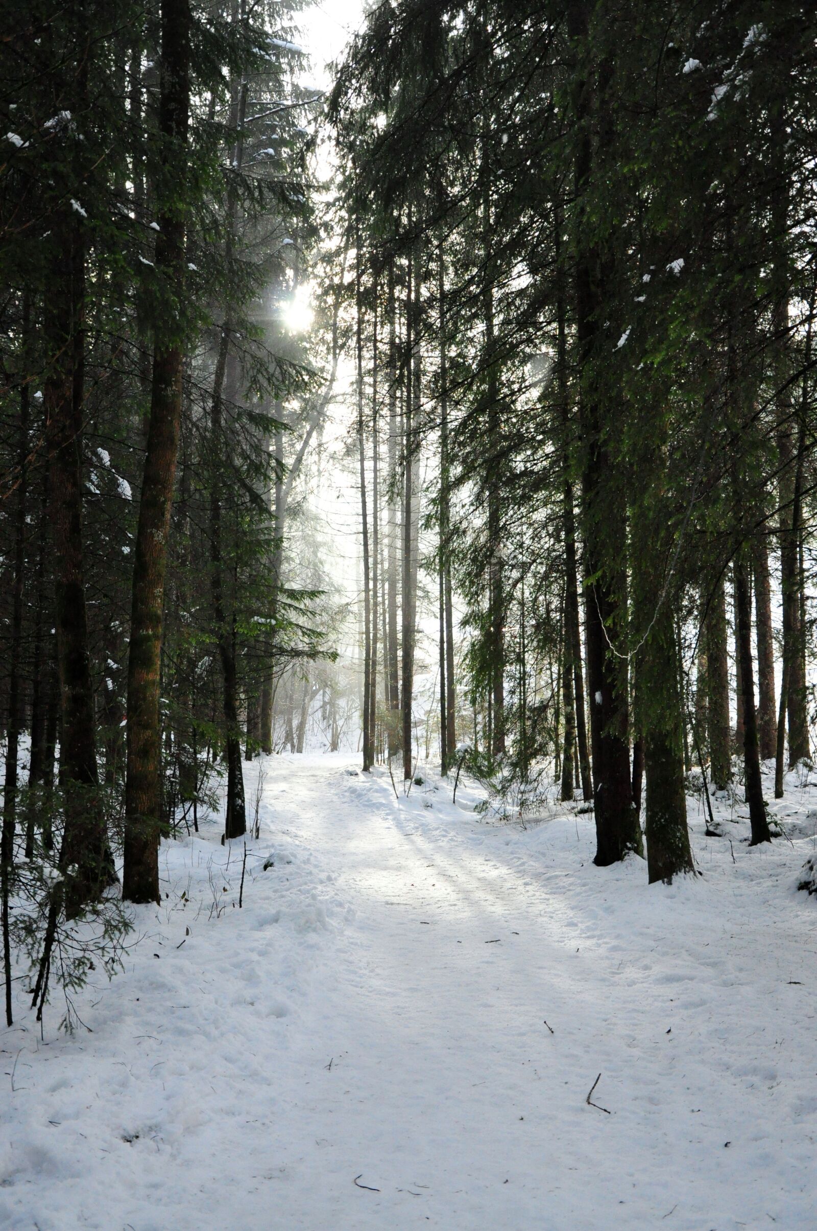 Nikon D90 sample photo. Forest, sun, snow landscape photography