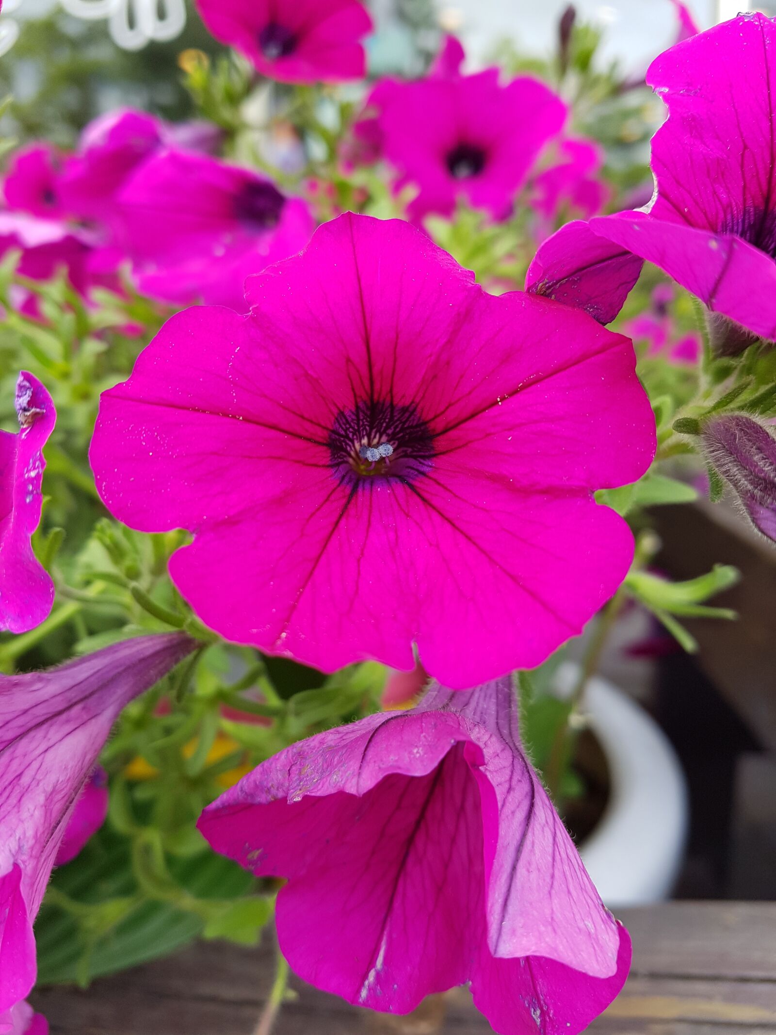 Samsung Galaxy S7 sample photo. Purple, flower, summer photography