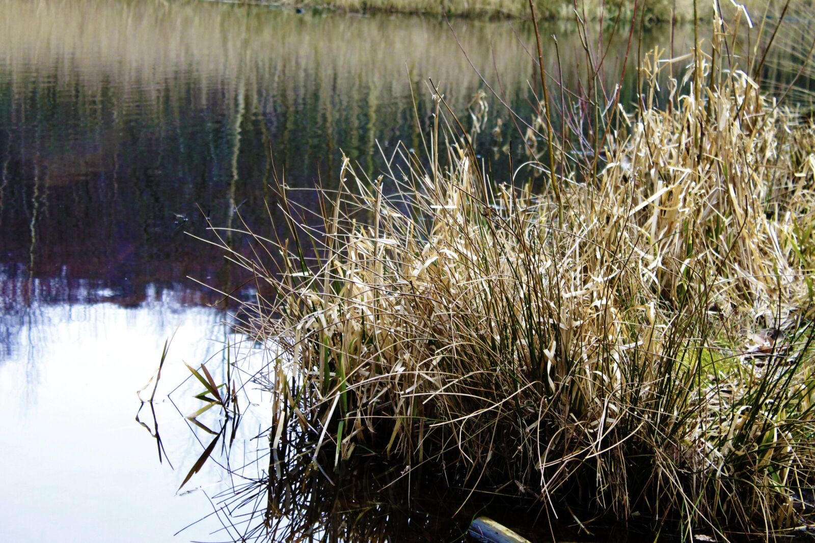 Canon EOS 1100D (EOS Rebel T3 / EOS Kiss X50) sample photo. Lake, reed, bank photography