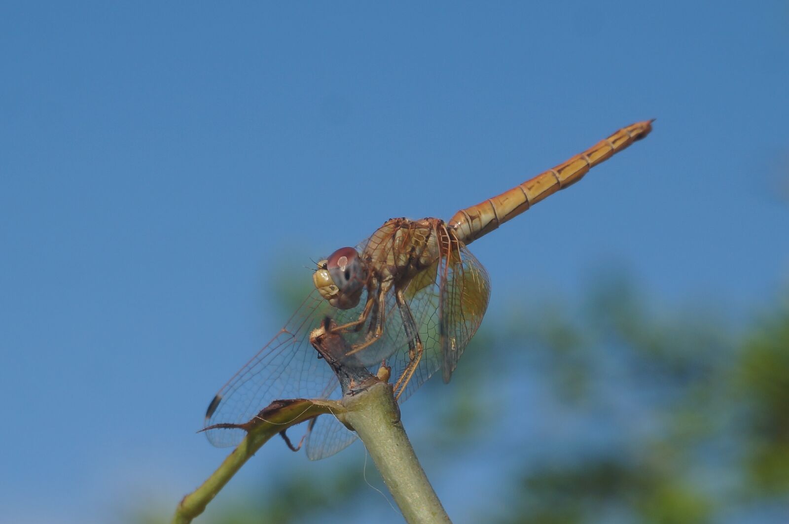 Sony Alpha NEX-5T sample photo. Dragonfly, nature, macro photography
