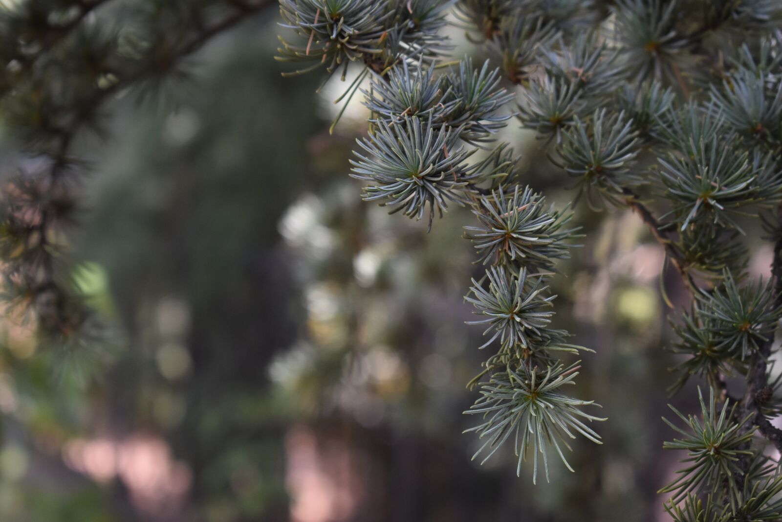 Nikon D3400 sample photo. Spruce, branch, needles photography