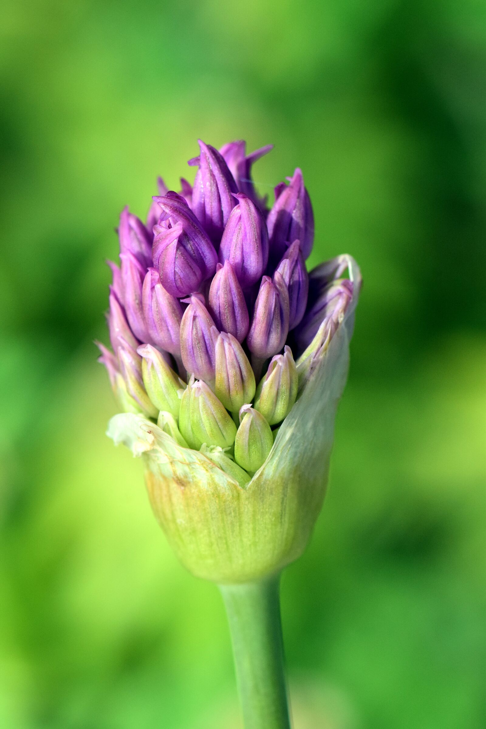 Nikon D3300 sample photo. Leek, ornamental onion, blossom photography