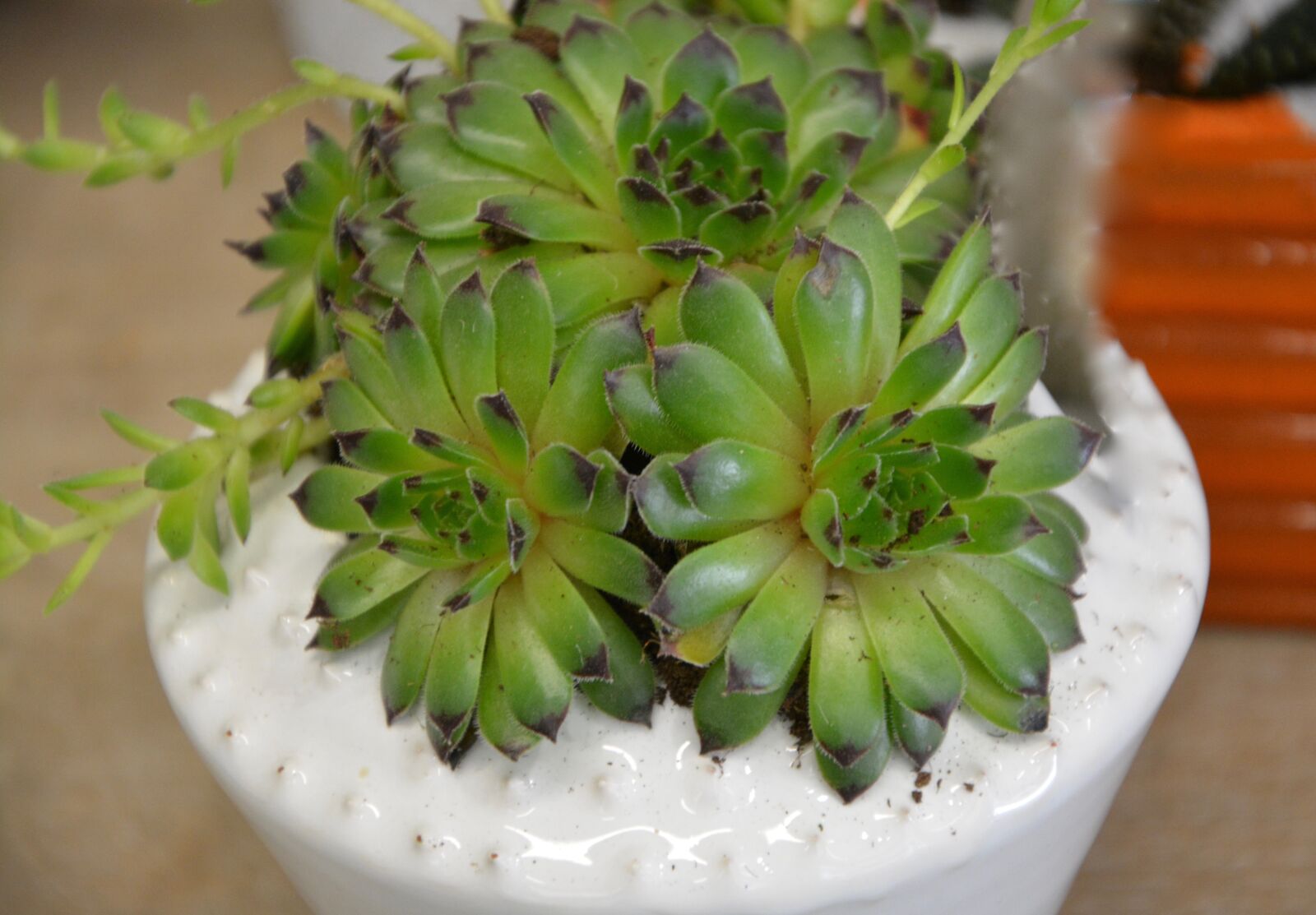 Nikon D5200 sample photo. Plant, succulent, floral composition photography