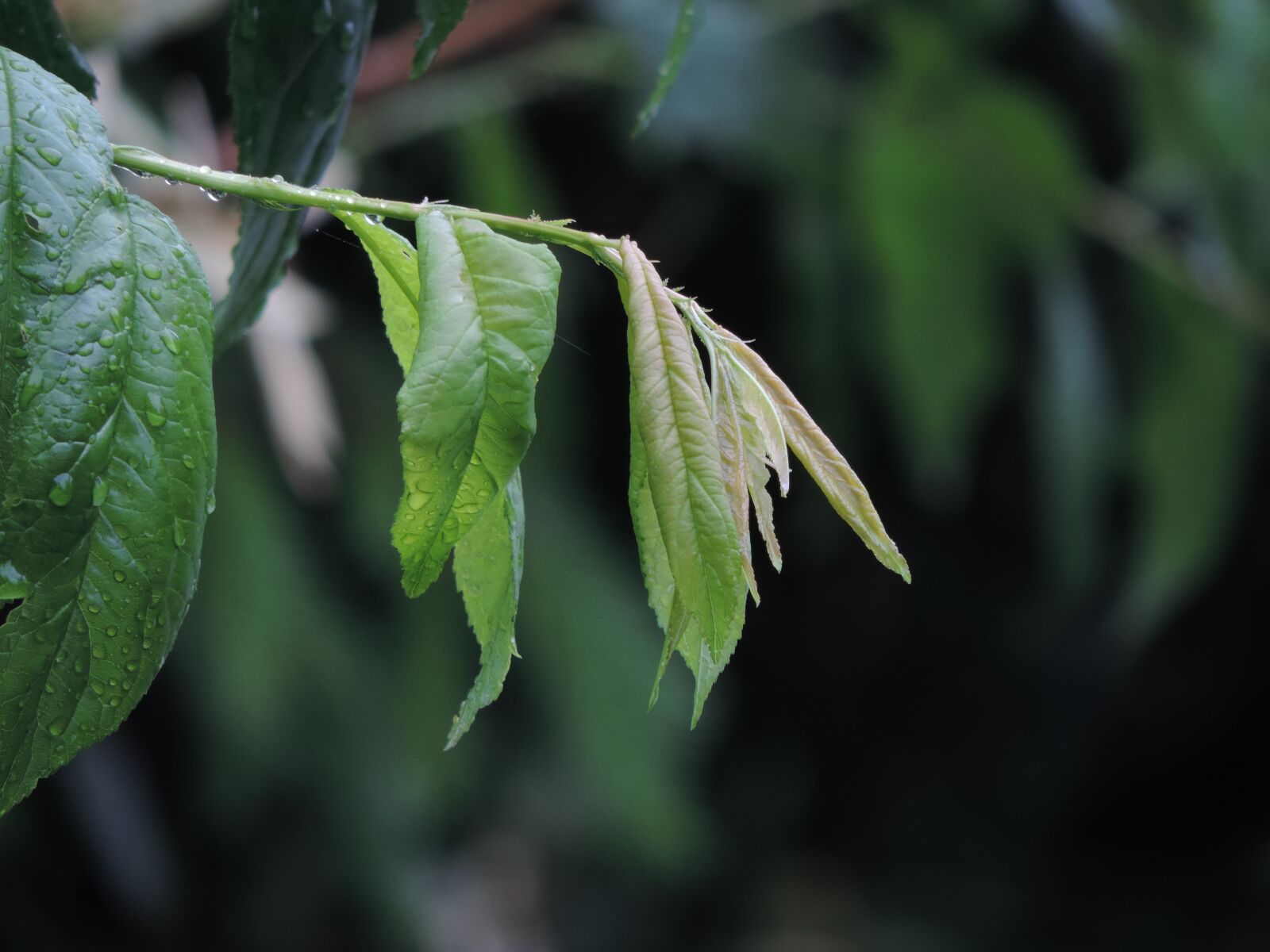 Nikon Coolpix P520 sample photo. Cheery plum leafs, dusk photography
