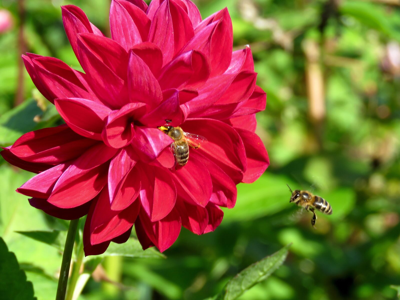 Canon PowerShot SX60 HS sample photo. Flower, dahlia, bee photography