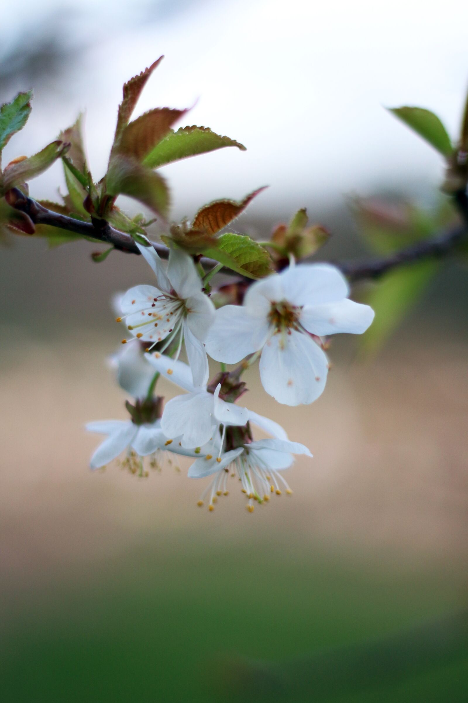 Canon EOS 650D (EOS Rebel T4i / EOS Kiss X6i) + Canon EF 50mm F1.8 STM sample photo. Flower, flowers, spring photography