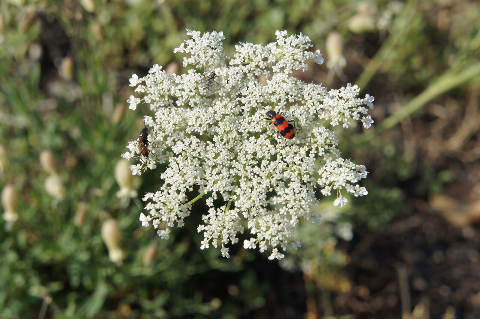 Sony Alpha NEX-3 + Sony E 18-55mm F3.5-5.6 OSS sample photo. Nature, beetle, flower photography