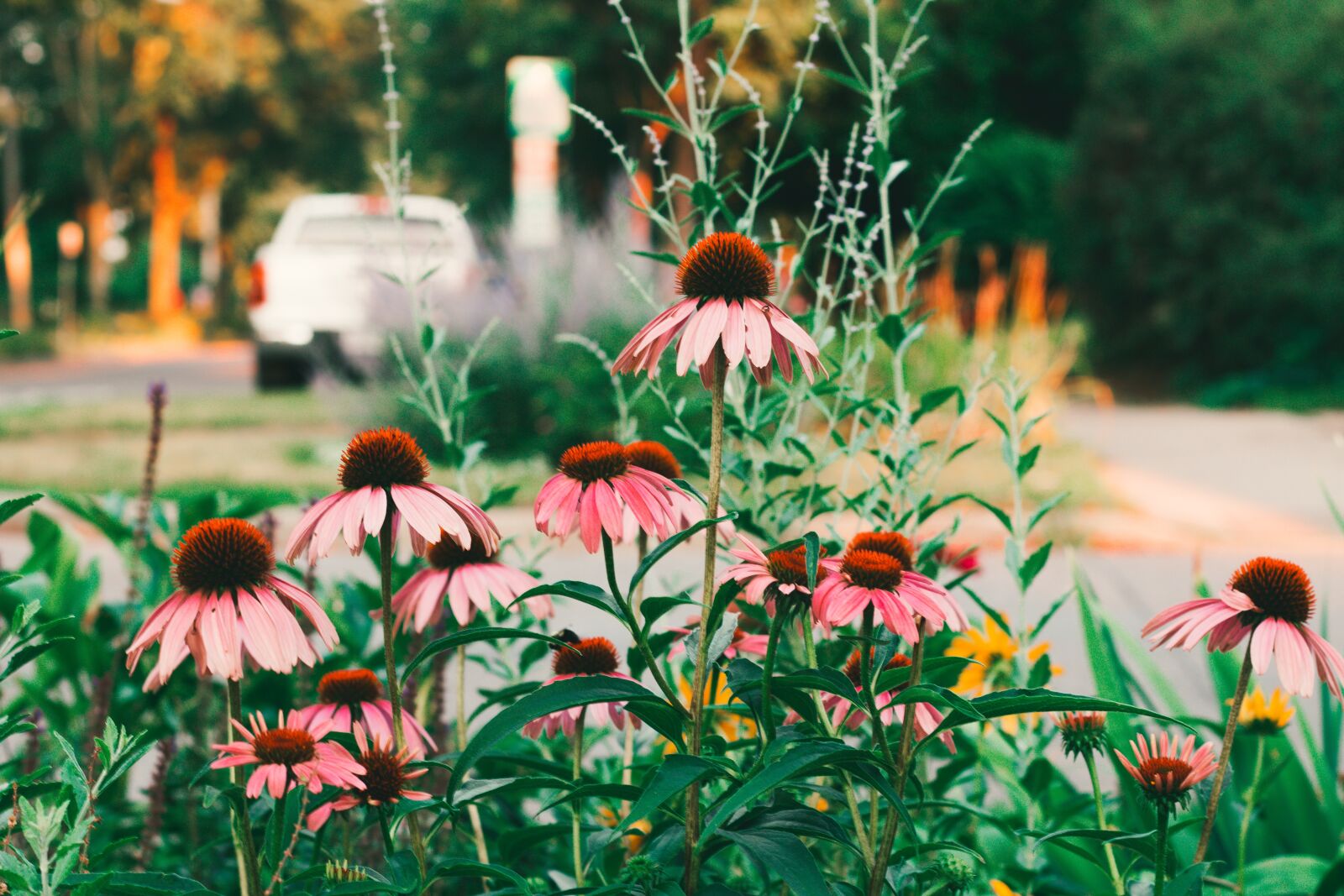 Canon EOS 70D + Canon EF 50mm F1.8 STM sample photo. Bright, flowers, spring photography