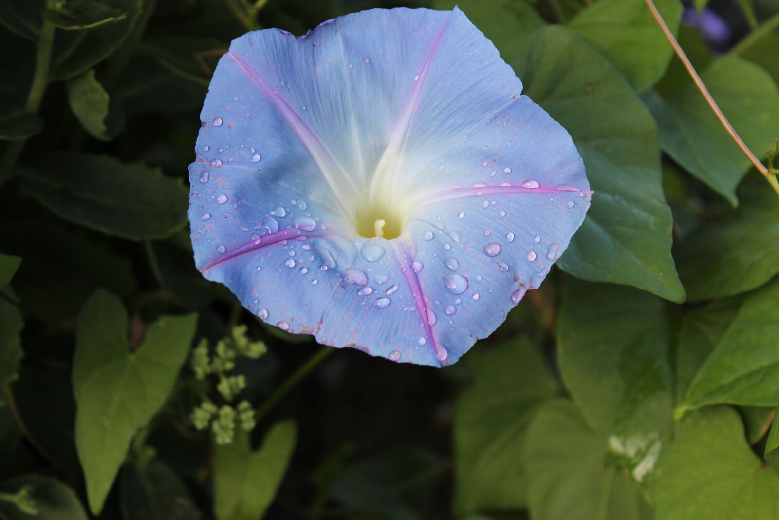 Canon EOS 600D (Rebel EOS T3i / EOS Kiss X5) sample photo. Nature, plant, flower photography