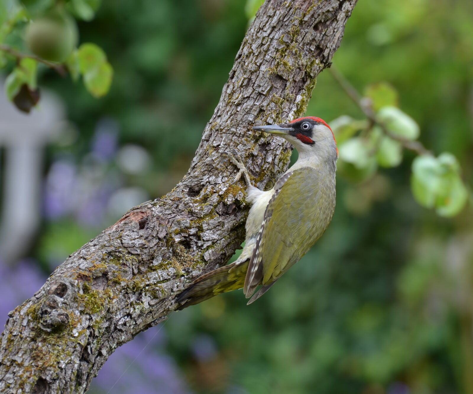 Nikon D5100 sample photo. Woodpecker, male, bird photography