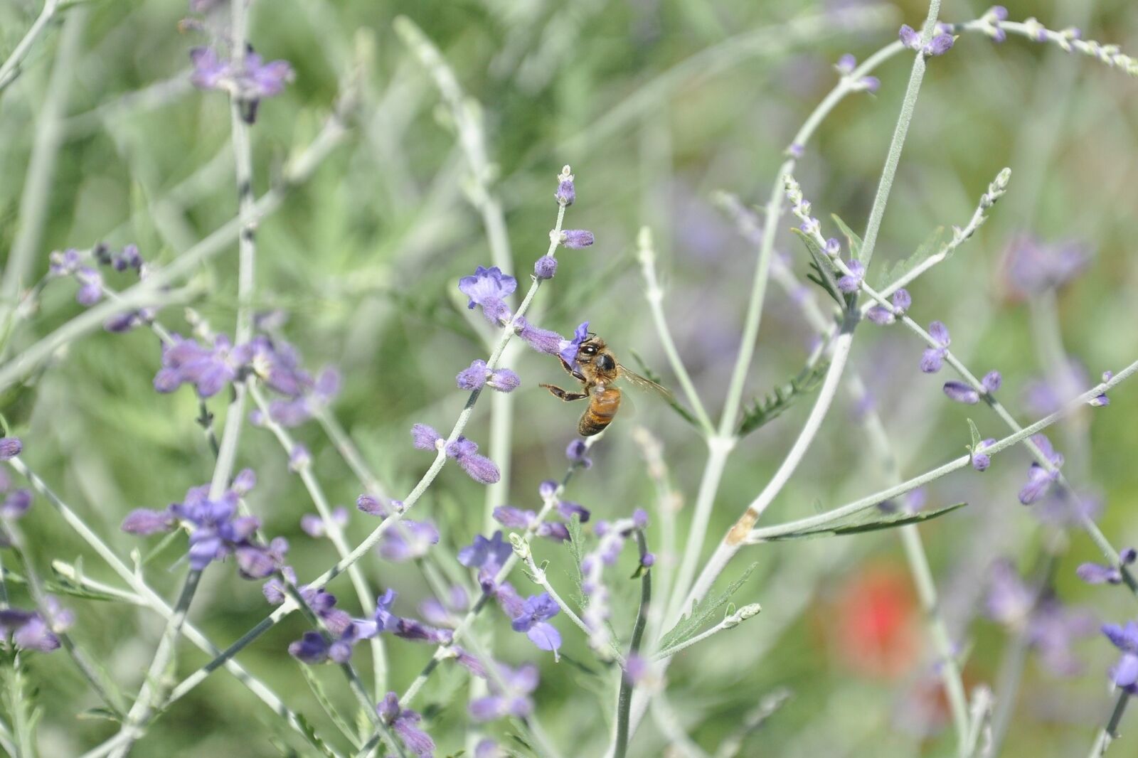Nikon D90 sample photo. Macro, nature, bees photography