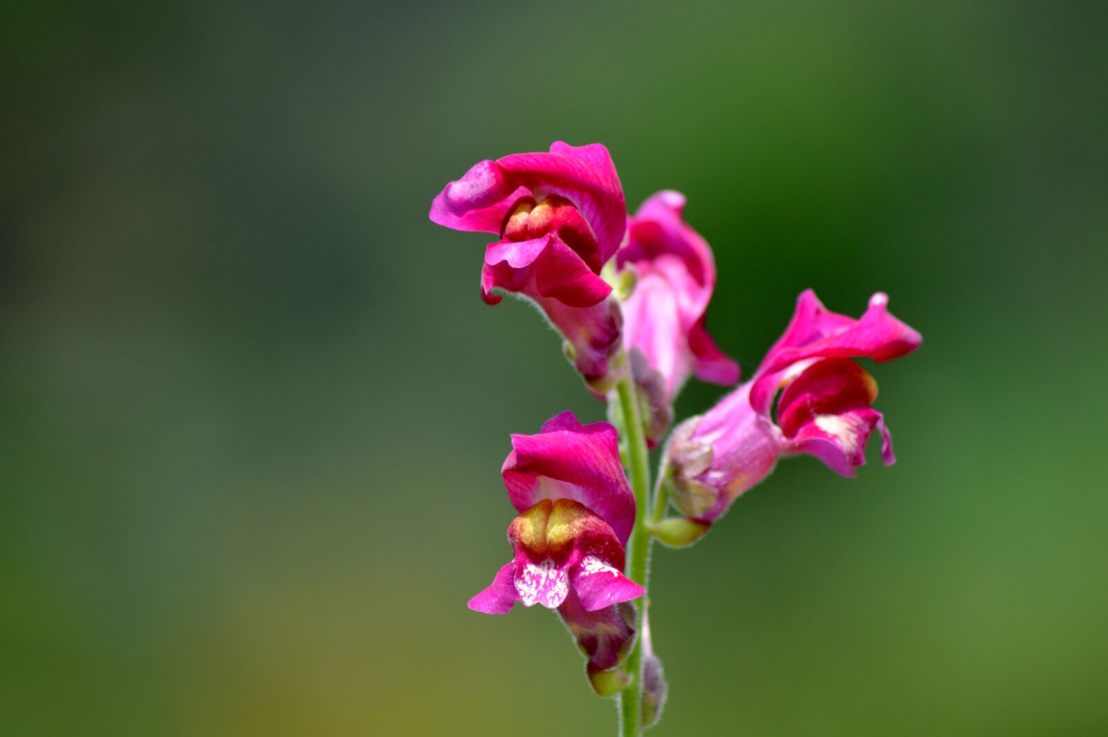 Nikon D3200 sample photo. Pink, garden, romantic photography