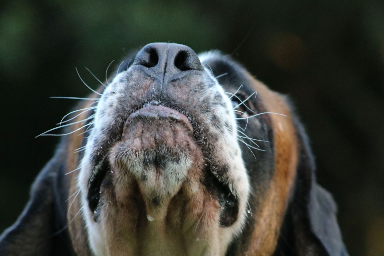 Canon EOS 750D (EOS Rebel T6i / EOS Kiss X8i) + Canon EF75-300mm f/4-5.6 sample photo. Dog, snout, sniff photography