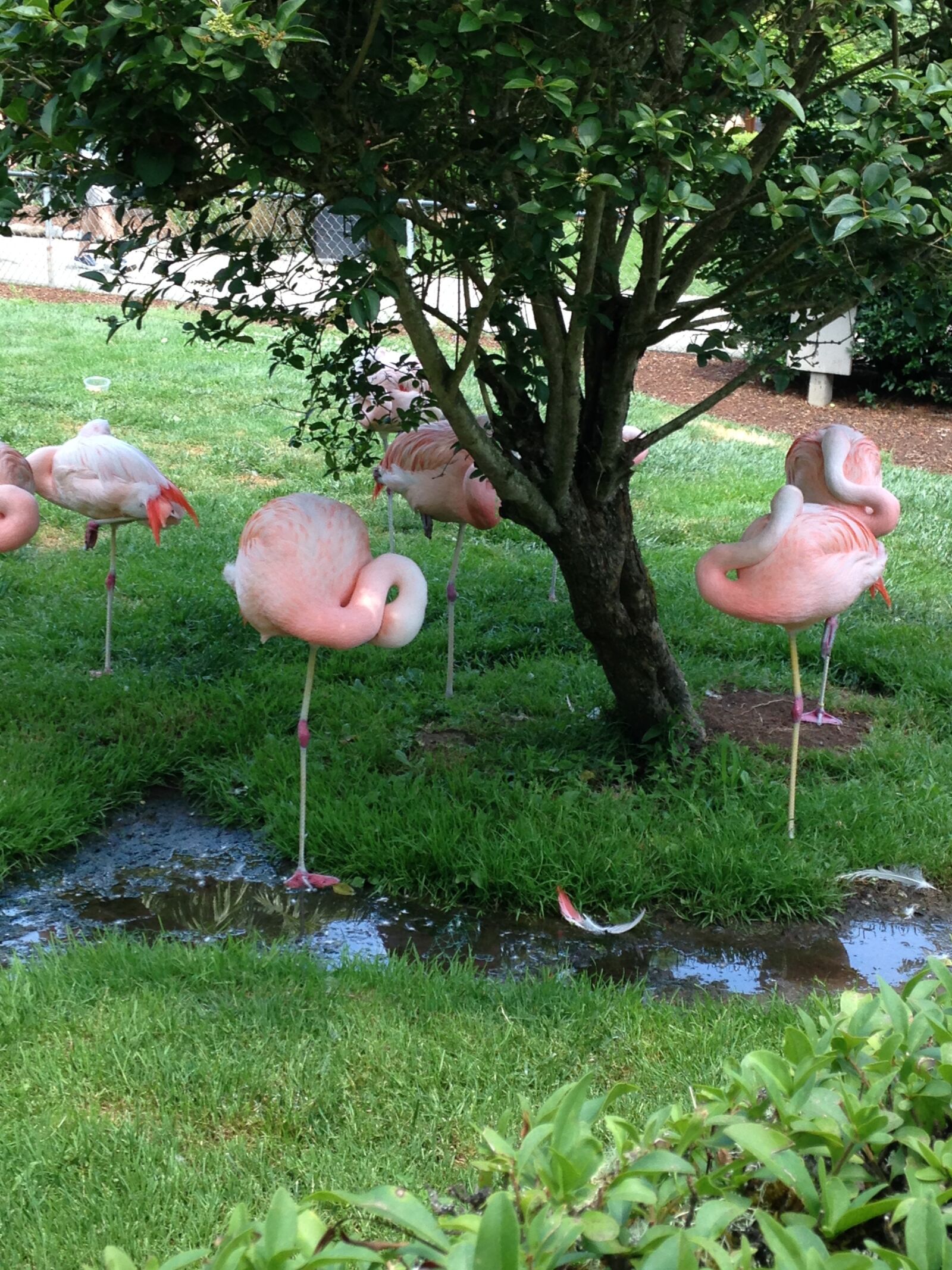 iPhone 5c back camera 4.12mm f/2.4 sample photo. Flamingo, lawn, landscape photography