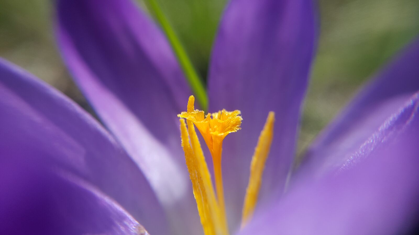Samsung Galaxy S6 sample photo. Nature, flower, plant photography