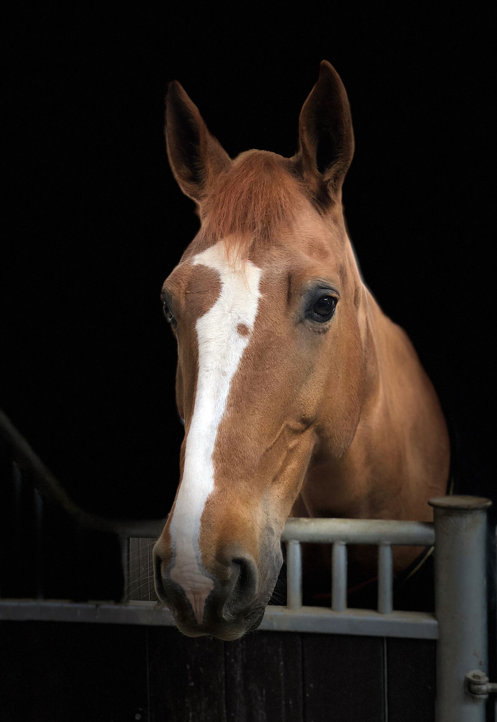 iPhone X back dual camera 6mm f/2.4 sample photo. Horse, portrait, listing photography