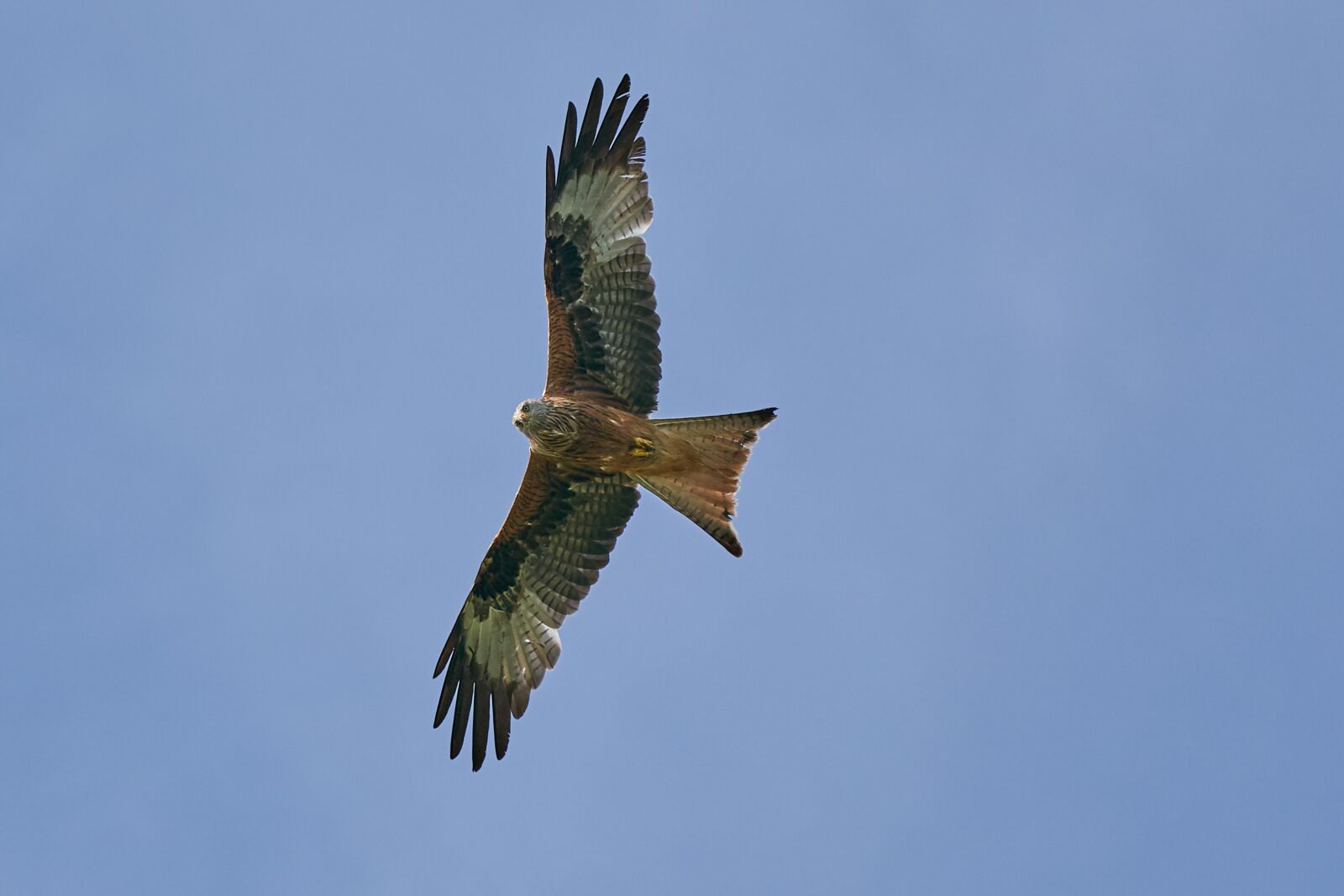 Sony FE 70-200mm F2.8 GM OSS sample photo. Red kite, bird of photography