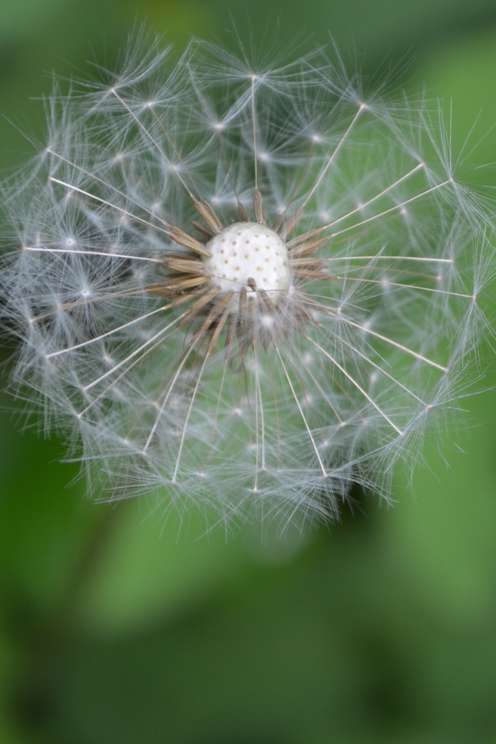 Nikon D5100 sample photo. Dandelion, flower, green photography