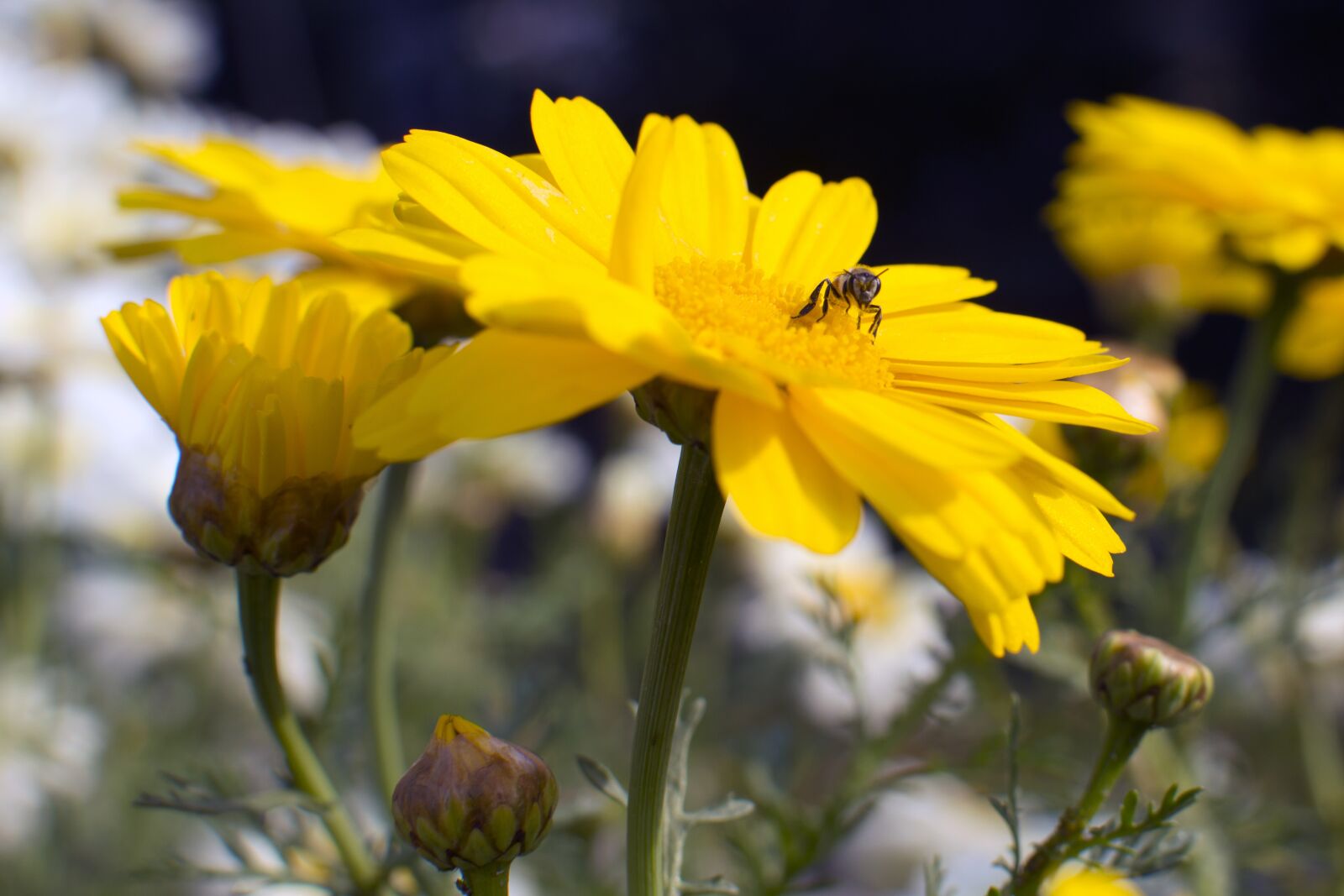 Nikon D3200 sample photo. Flowers, nature, beauty photography