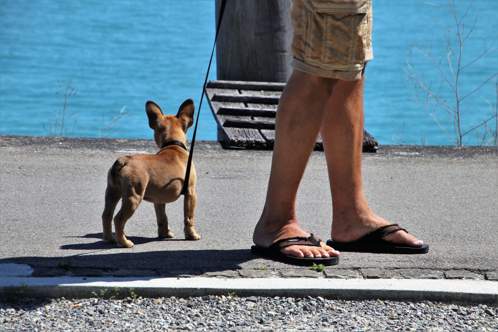 Canon EOS 80D sample photo. Dog, on a leash photography