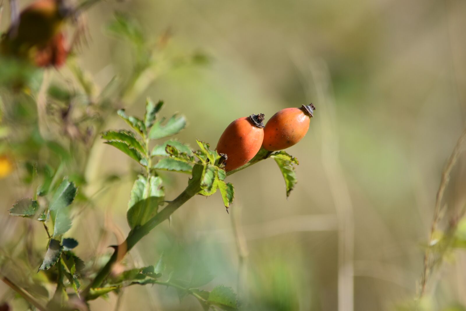 Nikon D5500 sample photo. Rosehip, fruit, plant photography