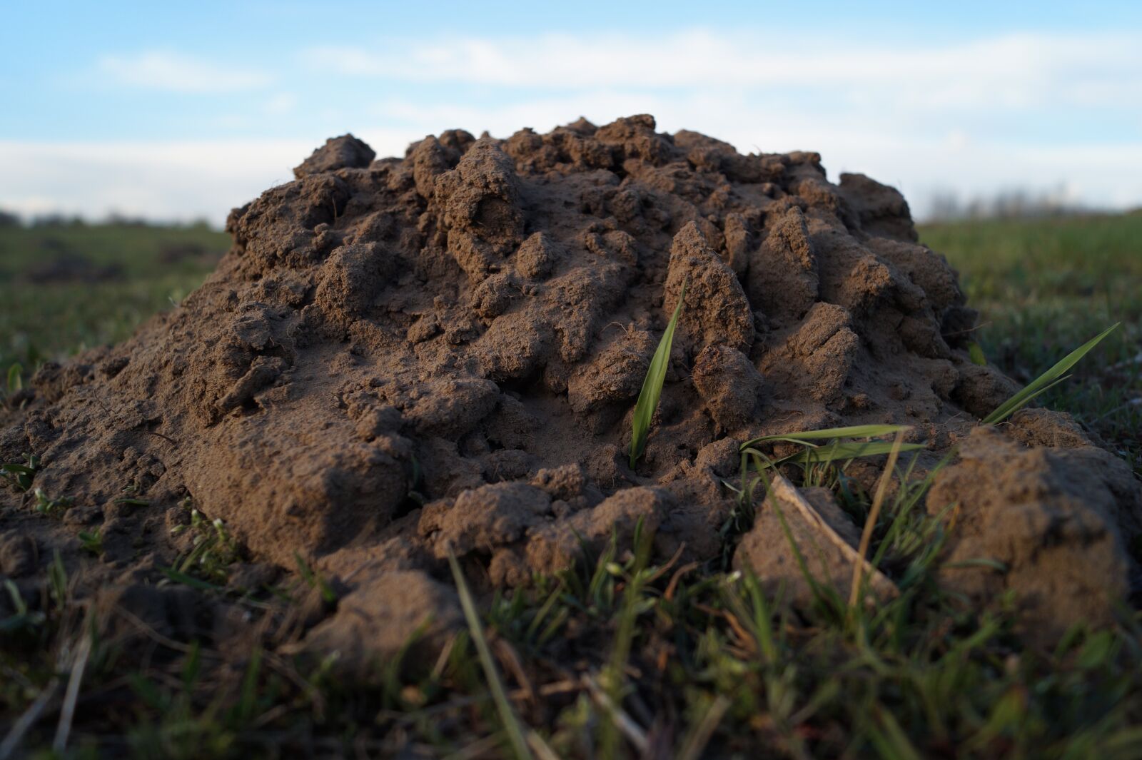 Sony DT 18-55mm F3.5-5.6 SAM II sample photo. Molehill, mole, tiny photography