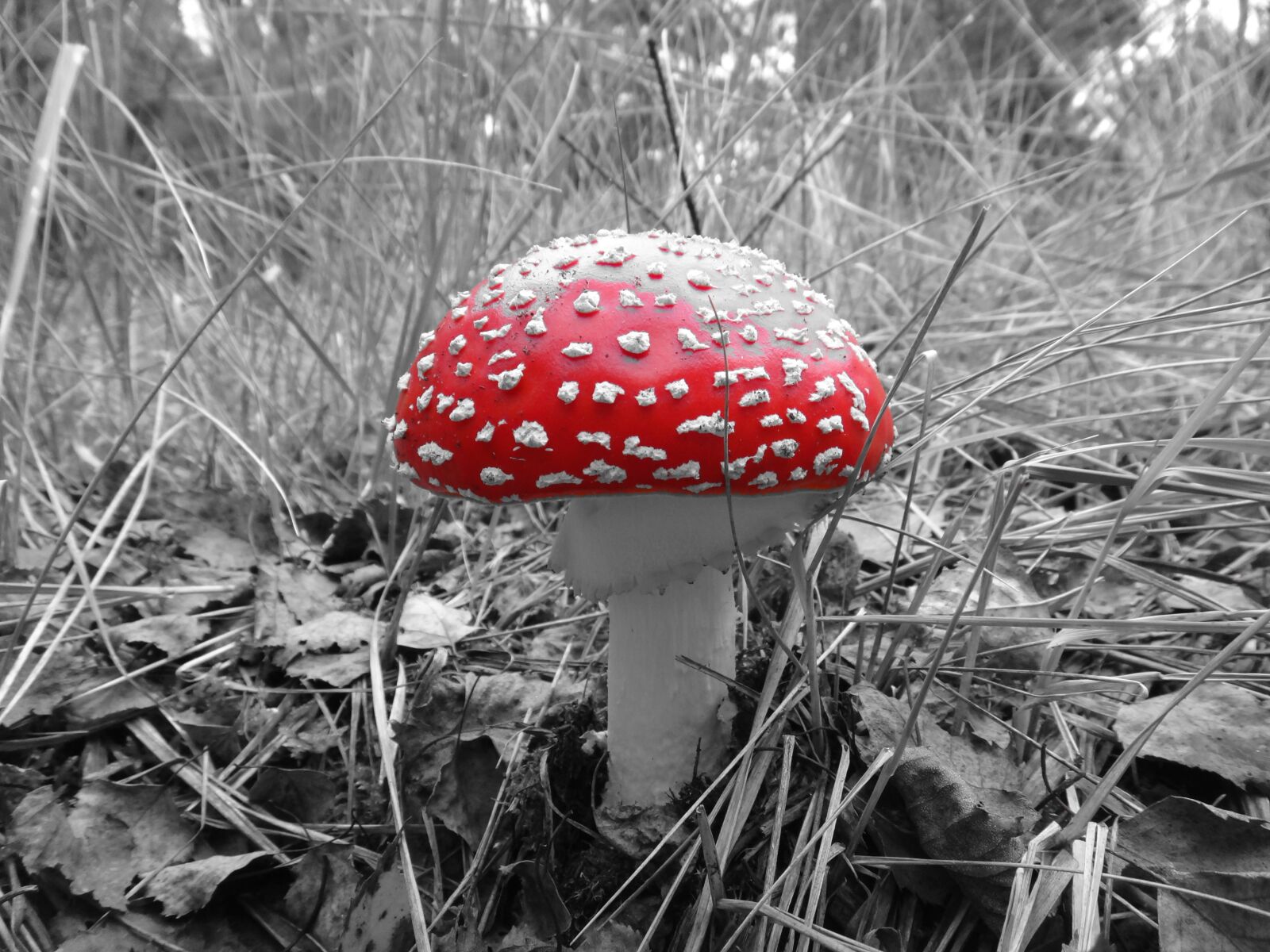 Sony DSC-TX20 sample photo. Mushroom, amanita, forest photography