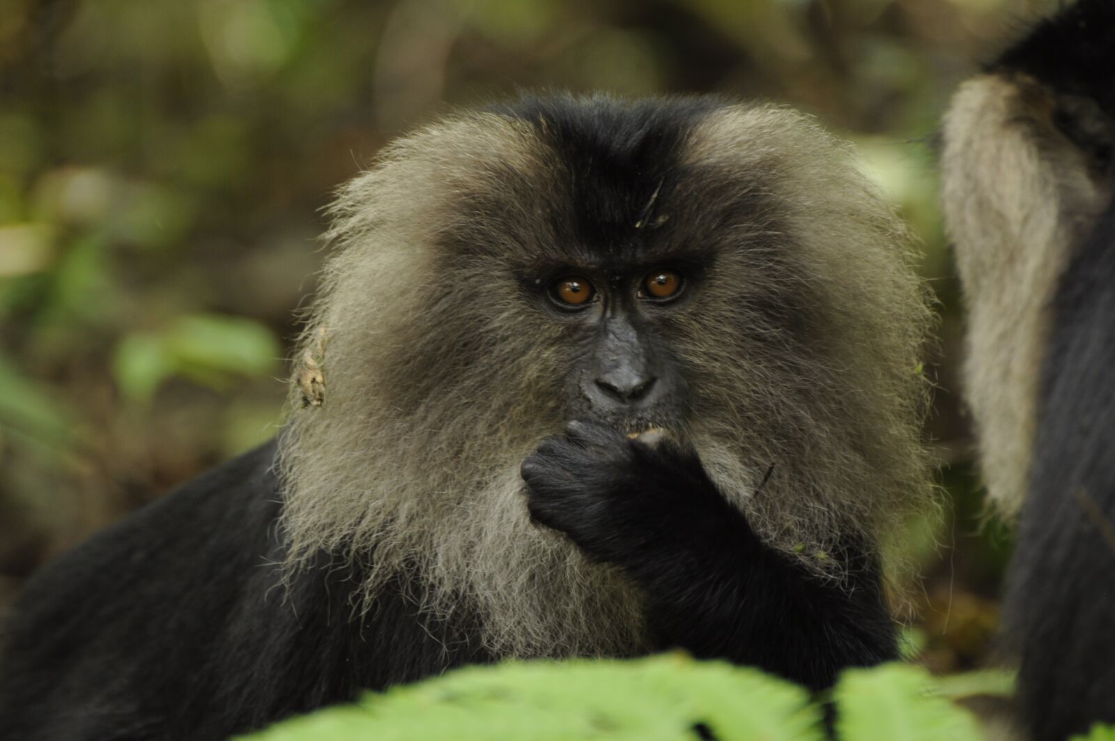 Nikon D90 sample photo. Lion tailed macaque, western photography