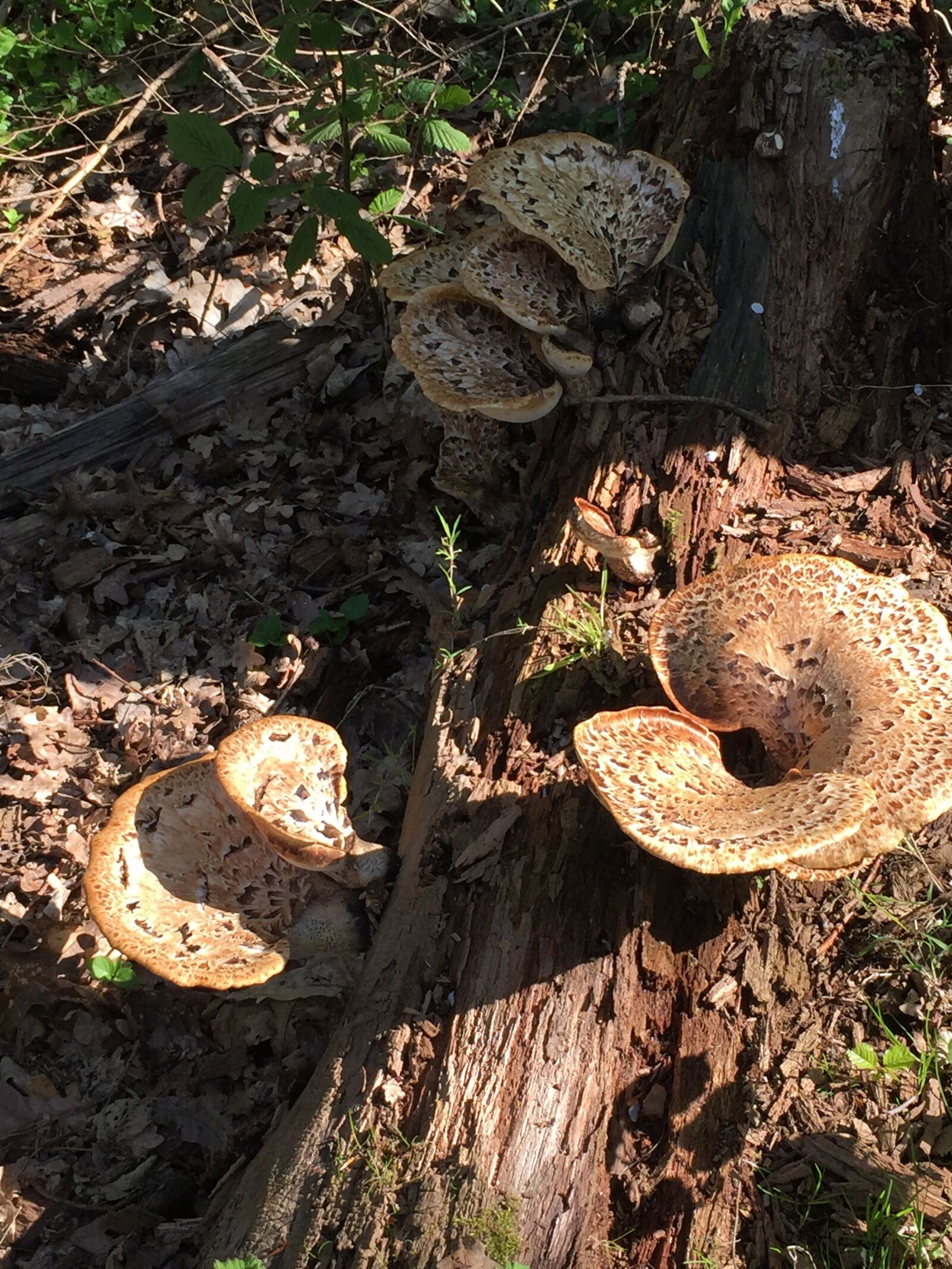 iPhone 6 back camera 4.15mm f/2.2 sample photo. Forest, forest floor, mushrooms photography