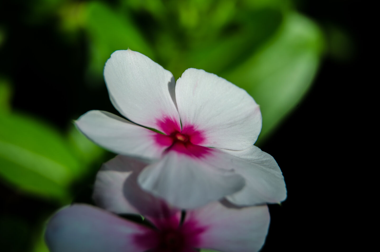 Nikon D5100 sample photo