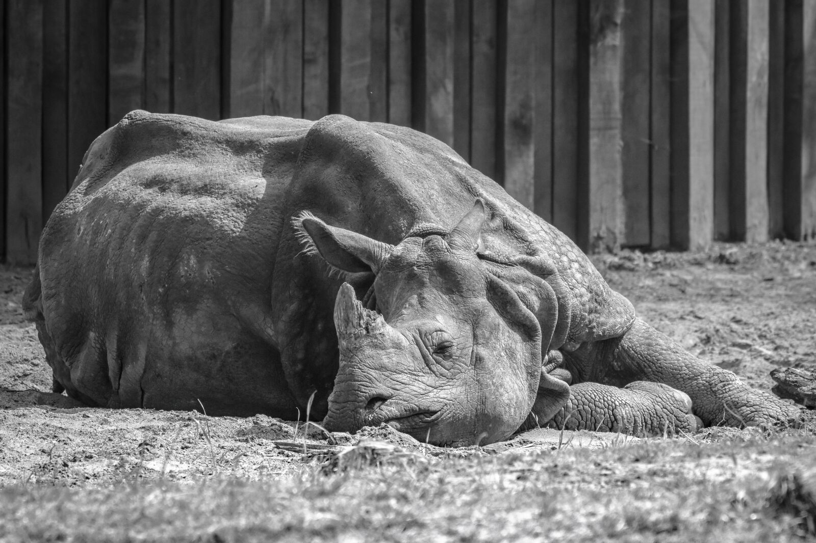 Nikon D7200 sample photo. Rhino, animal, mammal photography