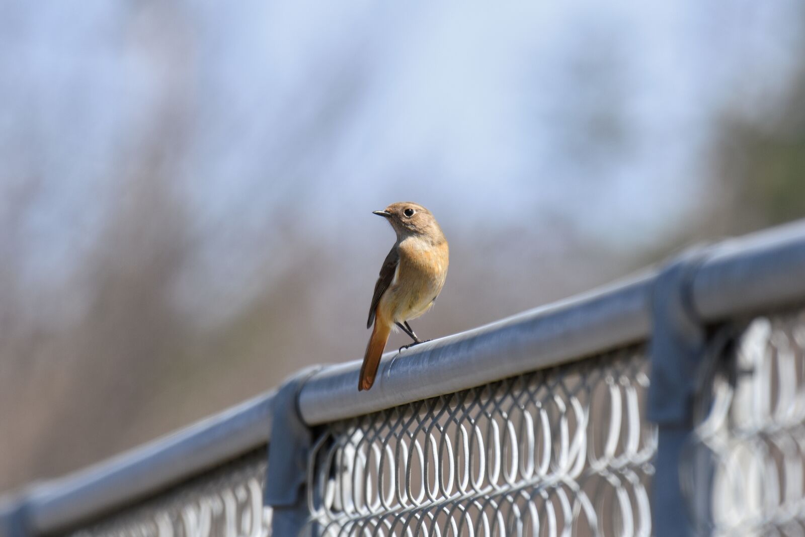 Nikon D7200 sample photo. Animal, bird, wild birds photography