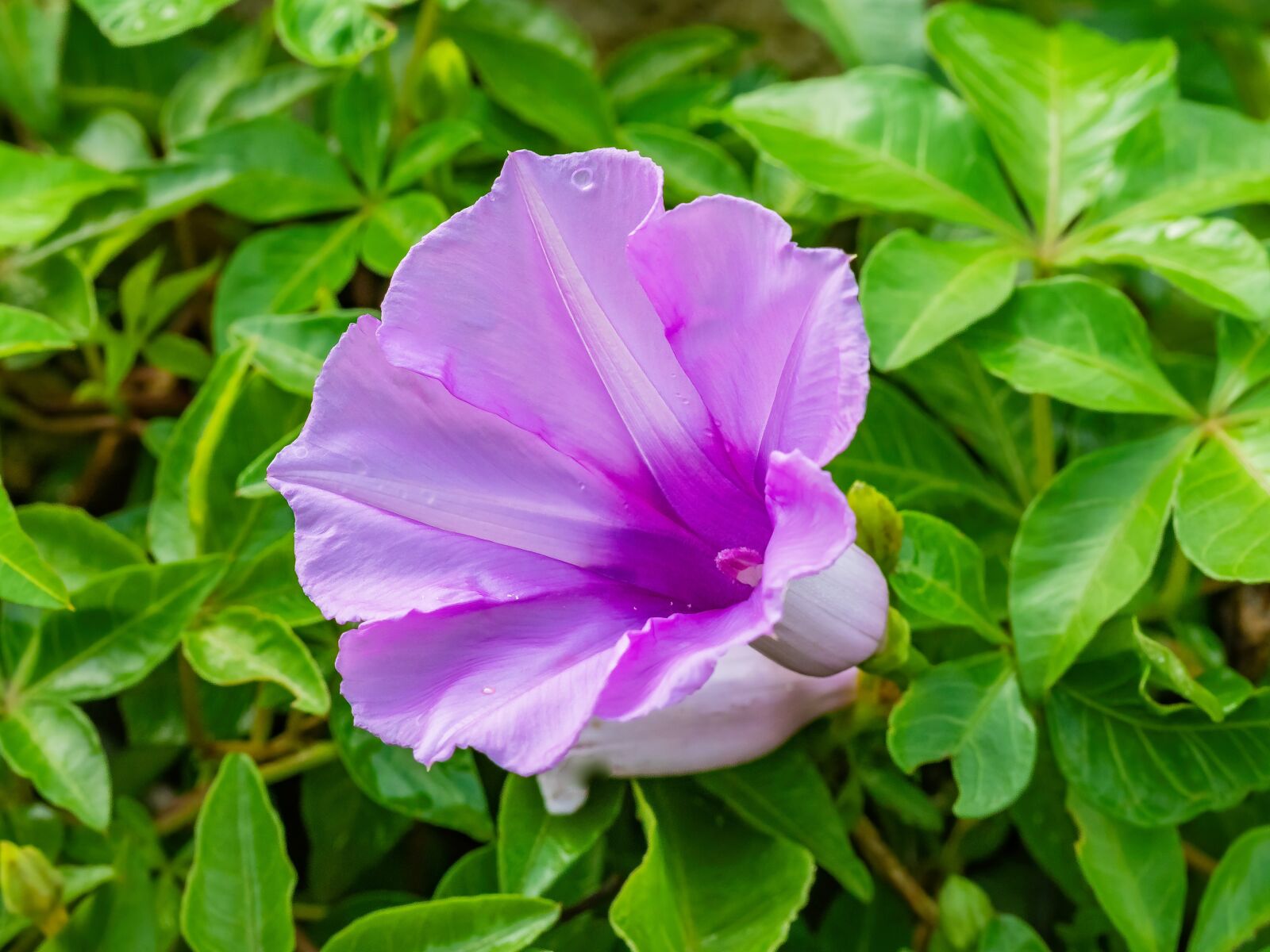 Olympus OM-D E-M1 Mark II sample photo. Flower, violet, dew drops photography