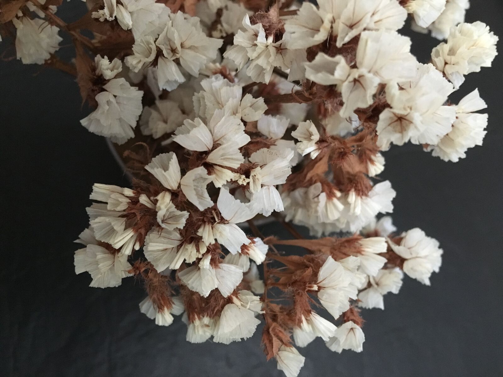 Apple iPhone 6s Plus sample photo. Dry flower, artificial, small photography
