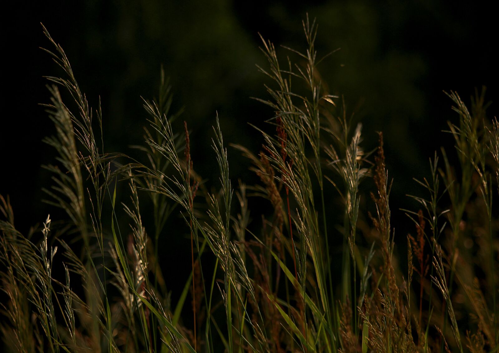 Canon EOS 1200D (EOS Rebel T5 / EOS Kiss X70 / EOS Hi) sample photo. Grass, meadow, background photography