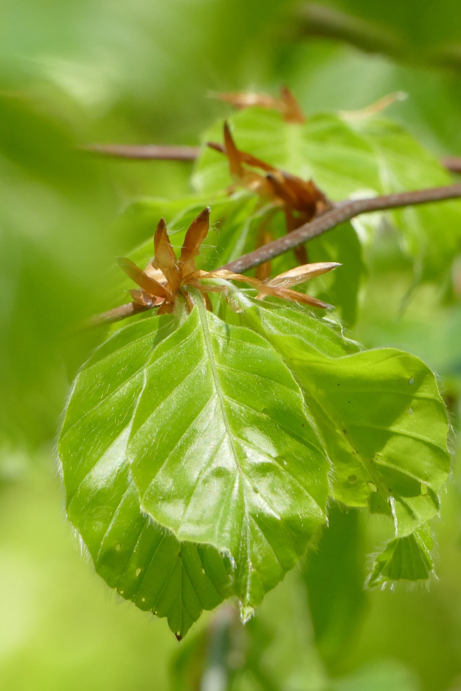 Panasonic Lumix DMC-FZ1000 sample photo. Beech, leaf, plant photography