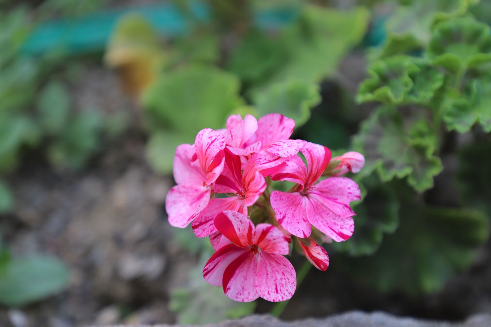 Canon EF 24-105mm F4L IS II USM sample photo. Flowers, summer, garden photography