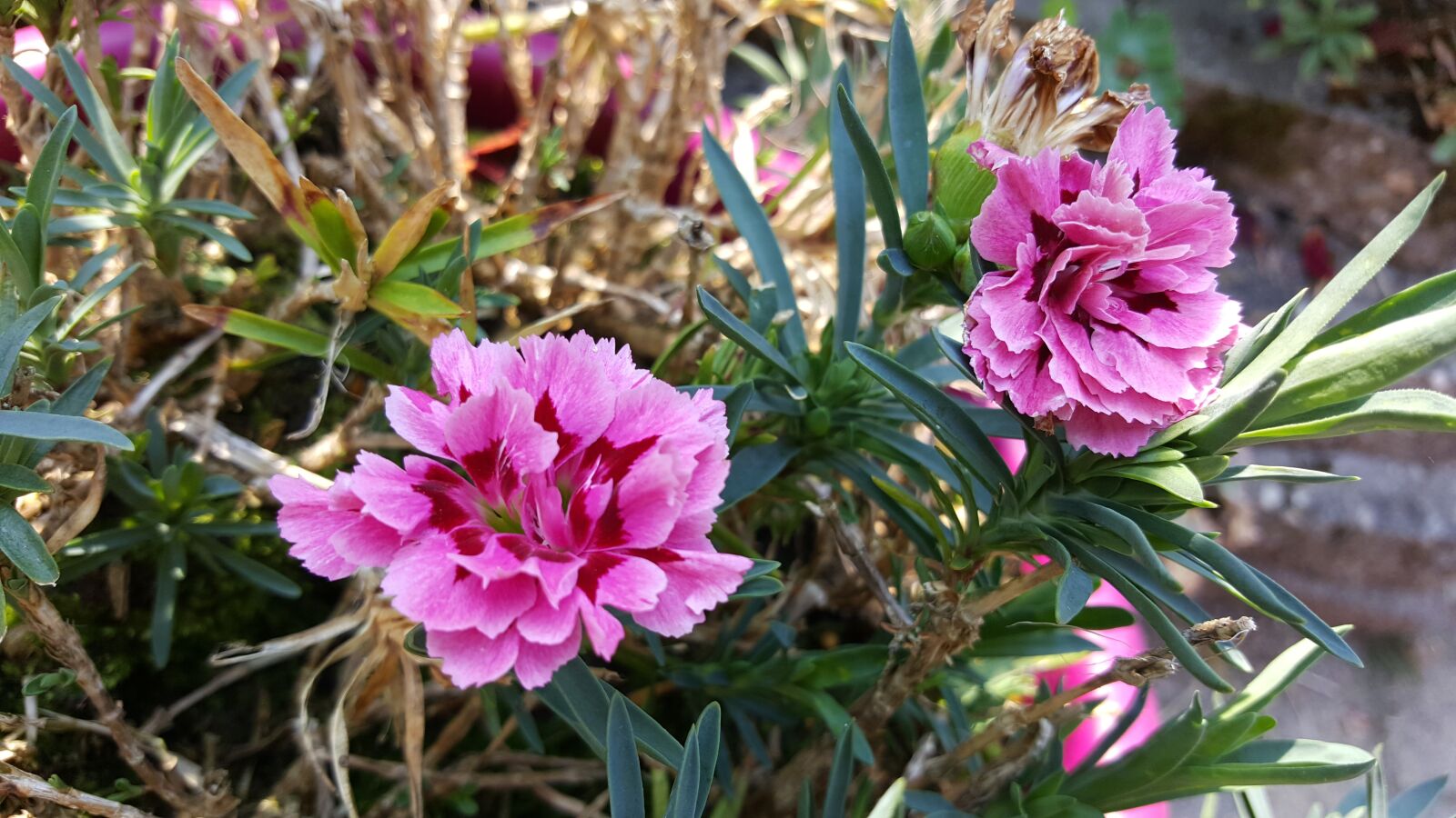 Samsung Galaxy S6 sample photo. Flowers, pink, green photography