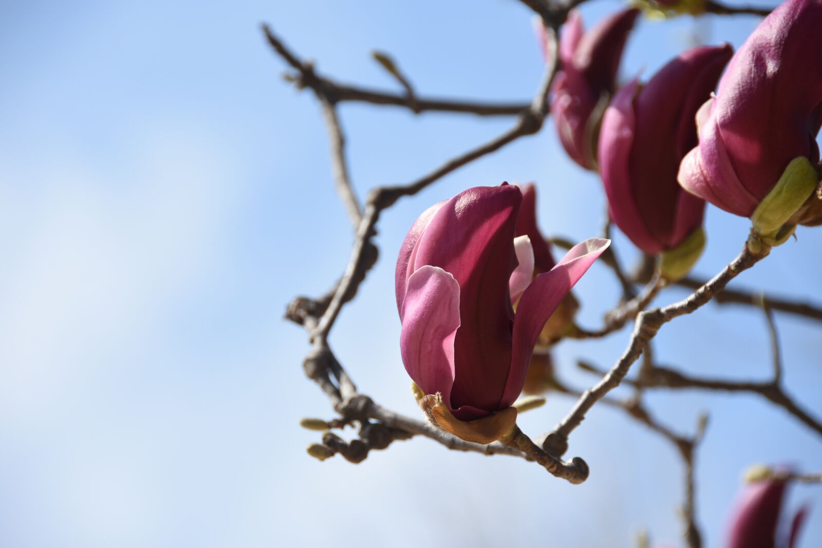 Nikon D7200 sample photo. White, magnolia, frequent flower photography