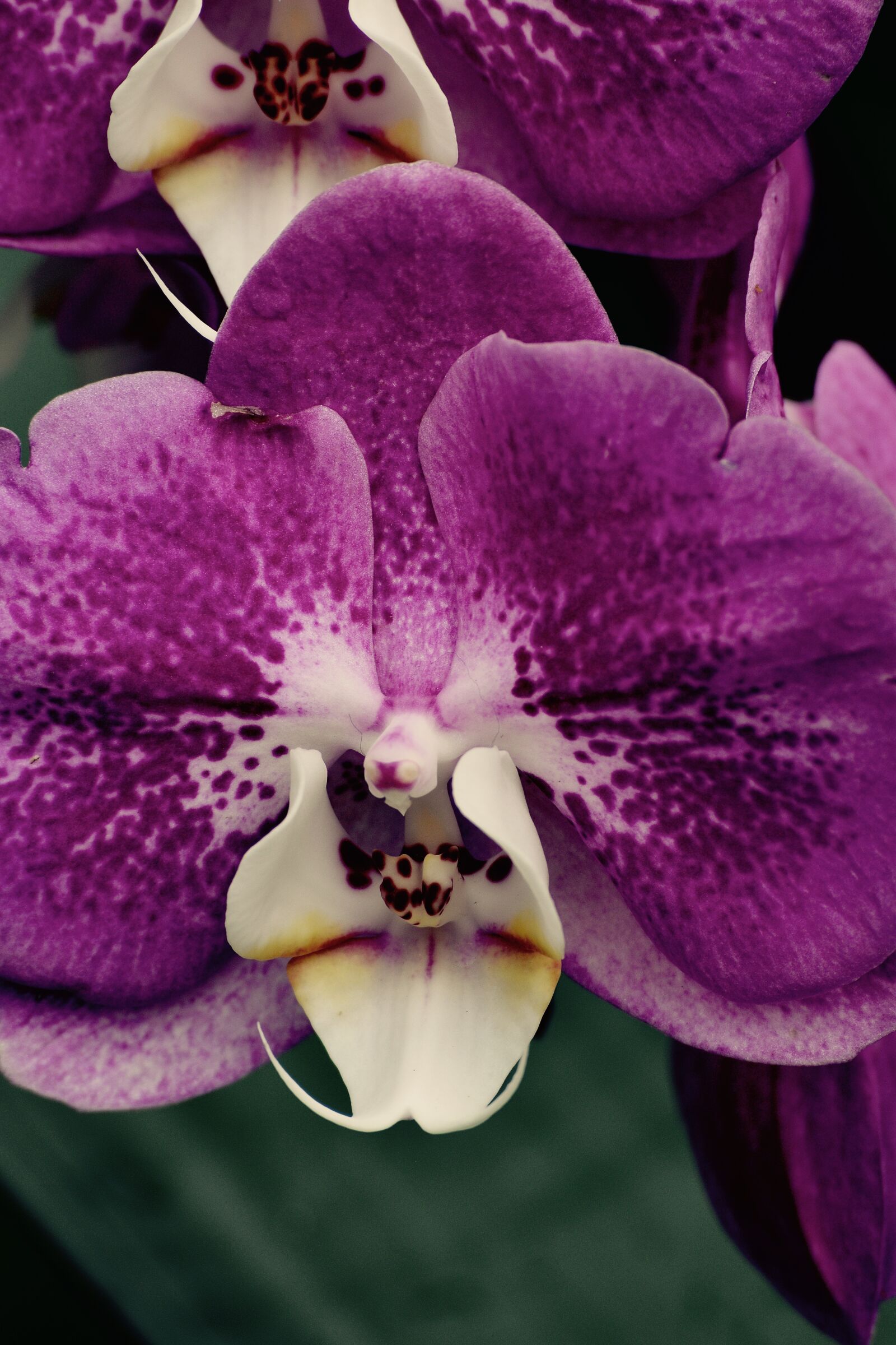 Nikon D3300 sample photo. Orchid, flower, spring photography