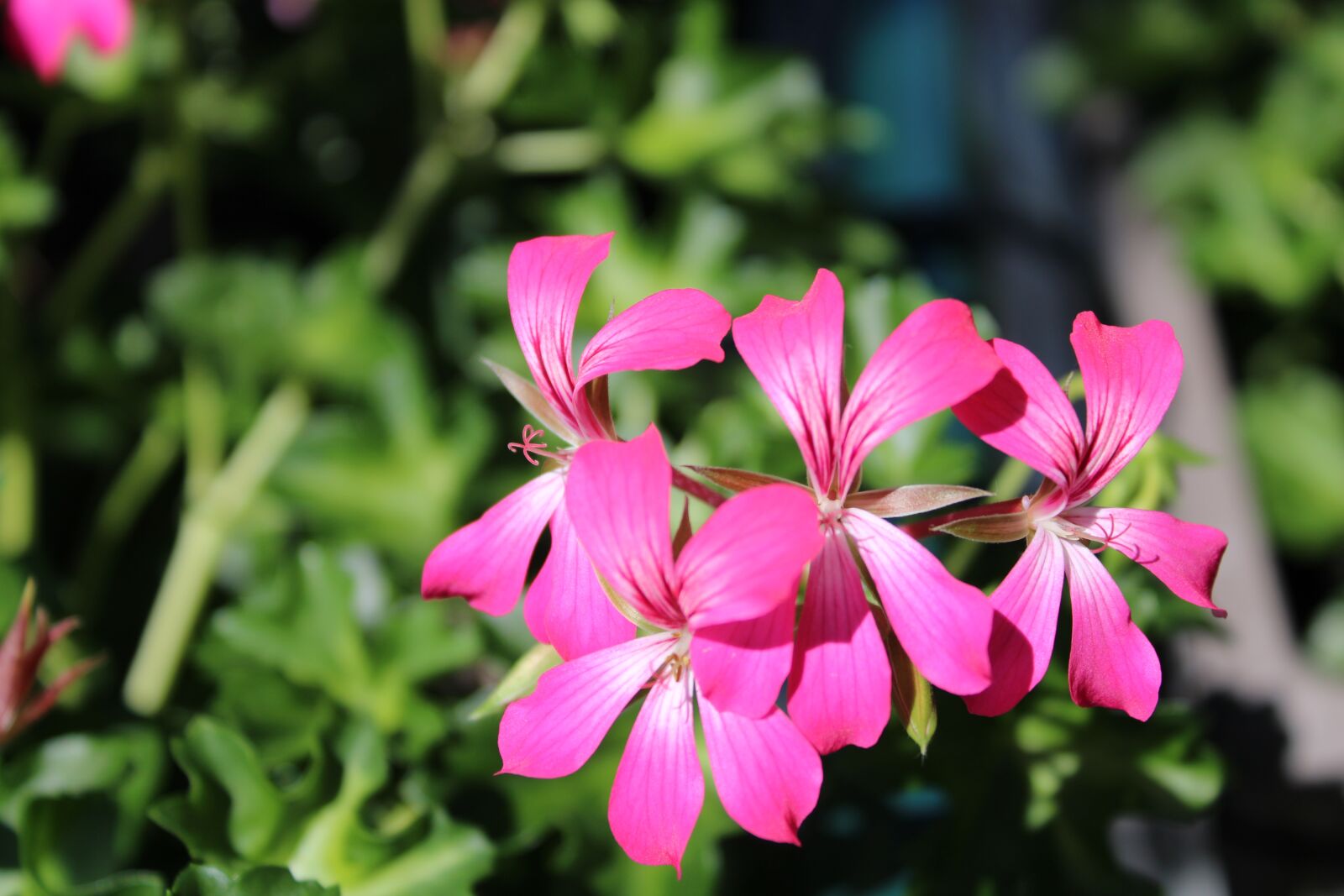 Canon EOS 2000D (EOS Rebel T7 / EOS Kiss X90 / EOS 1500D) sample photo. Flower, fleurs, pink photography