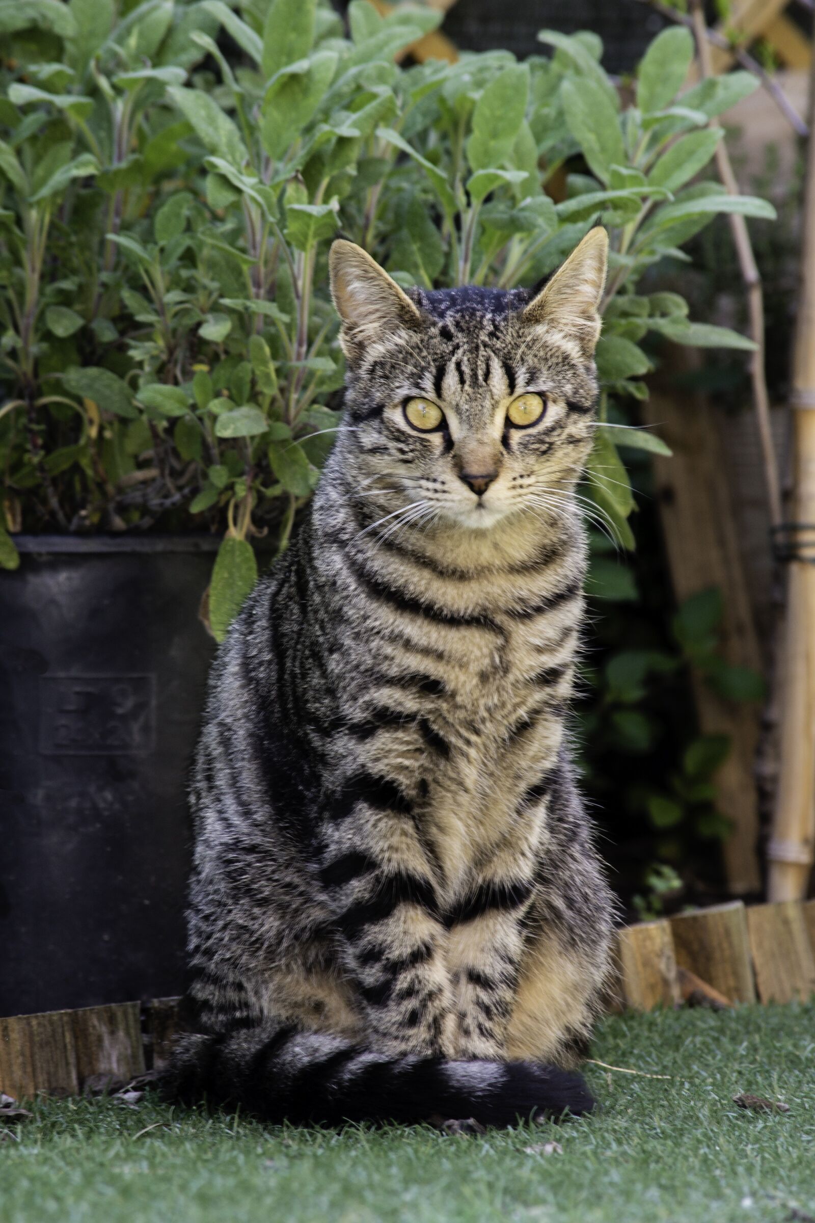 Nikon D5500 sample photo. Cat, nature, garden photography