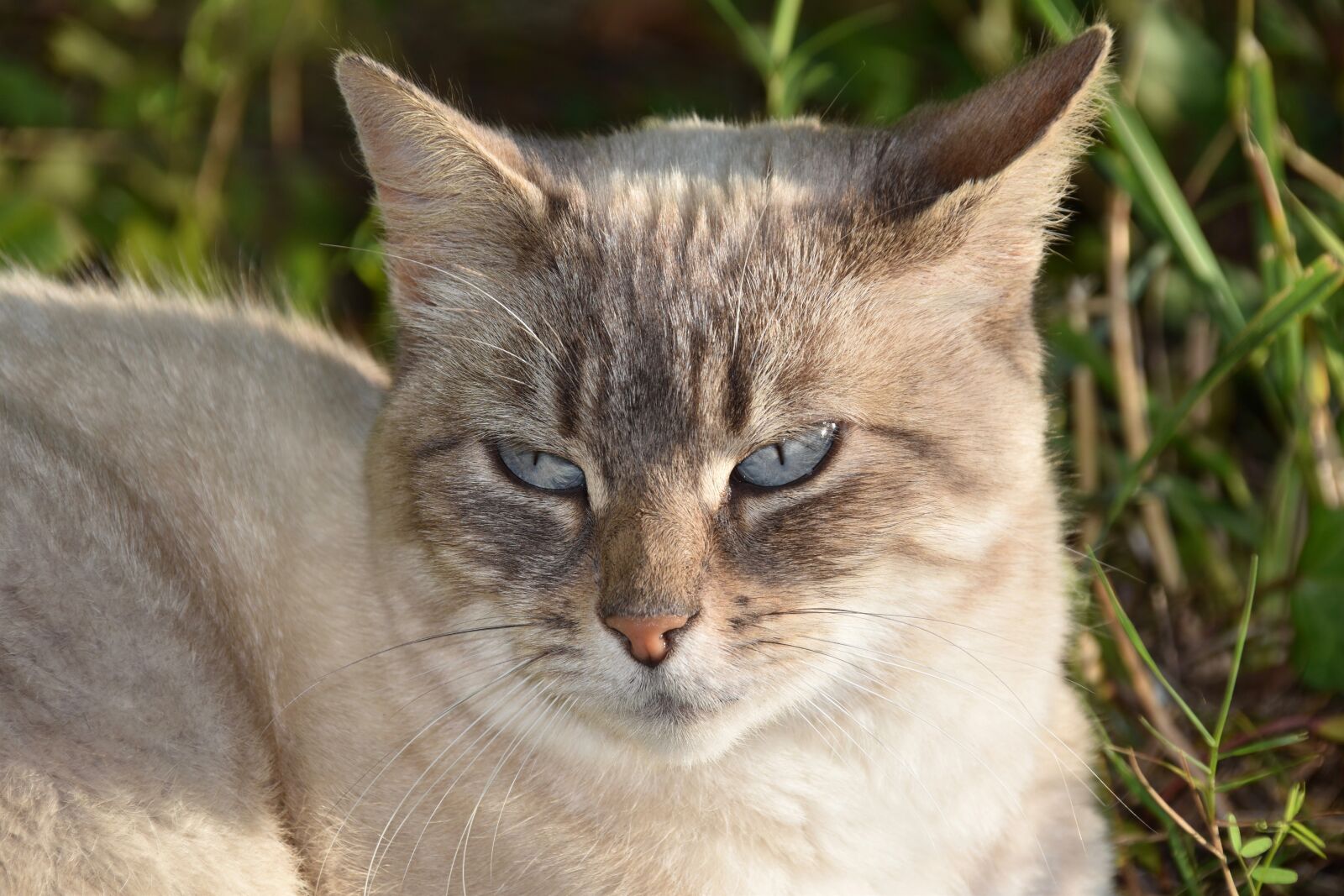 Nikon D5600 sample photo. Cat, feline, animal photography