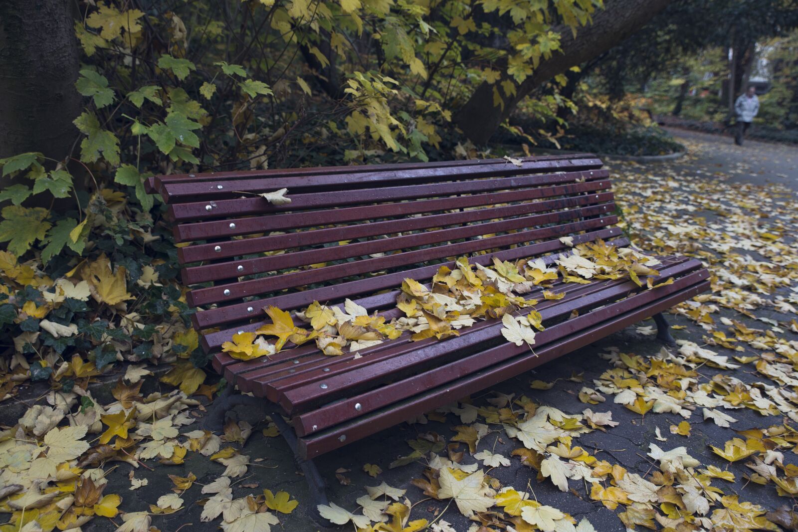 Canon EOS 6D sample photo. Bank, leaves, autumn photography
