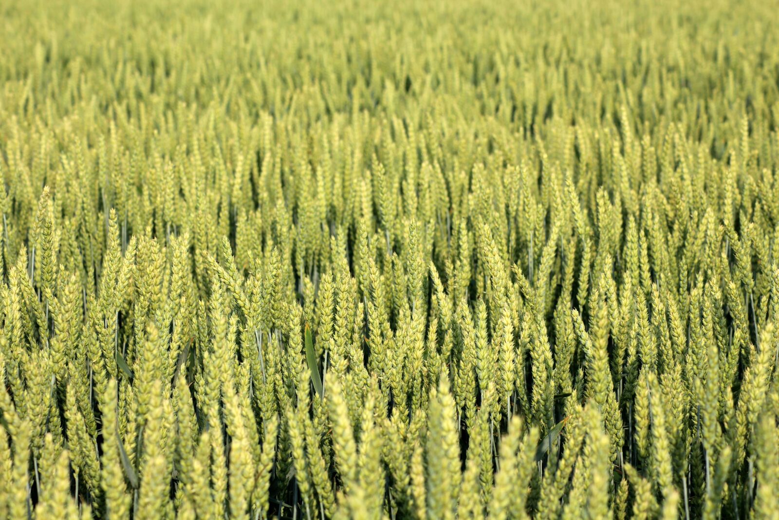 Canon EOS 1200D (EOS Rebel T5 / EOS Kiss X70 / EOS Hi) sample photo. Corn, wheat, field photography