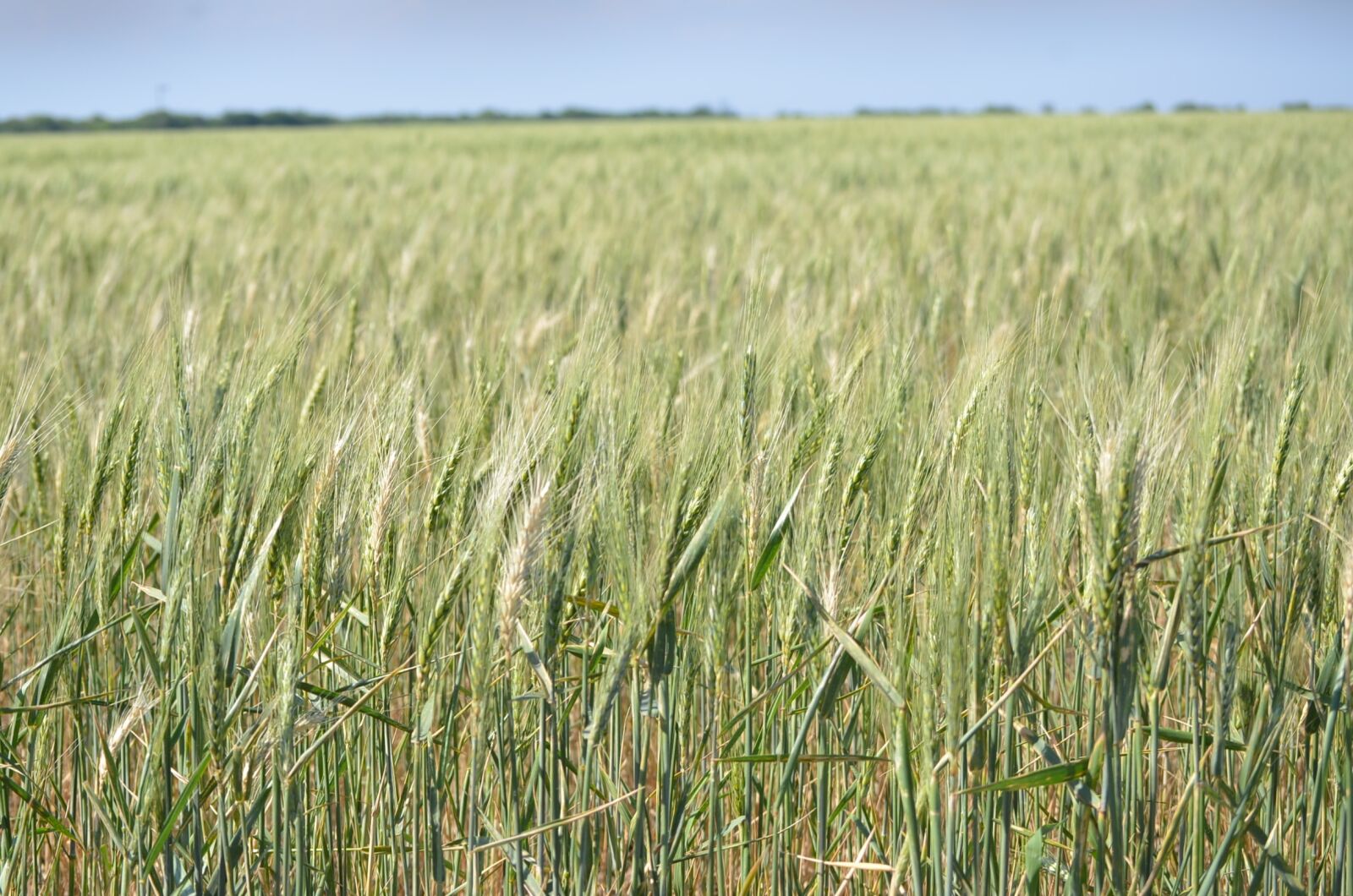 Nikon D7000 sample photo. Wheat, field, nature photography