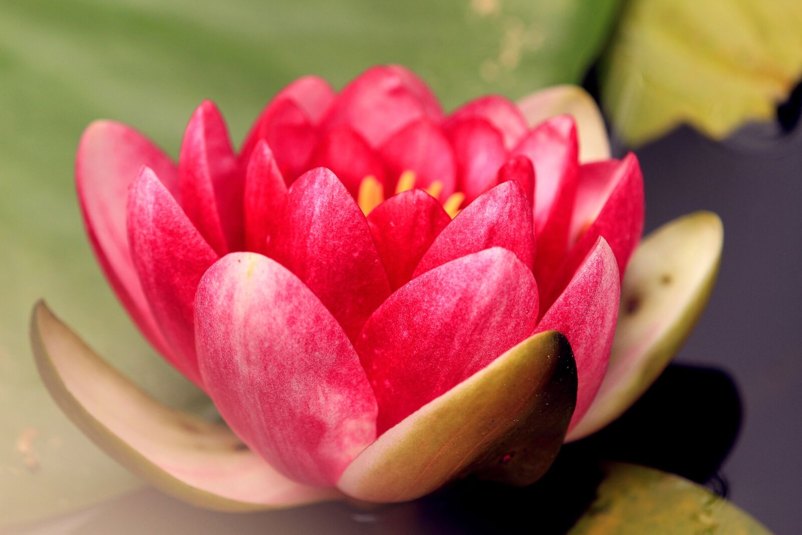 Canon EOS 7D sample photo. Lotus, water lily, pond photography