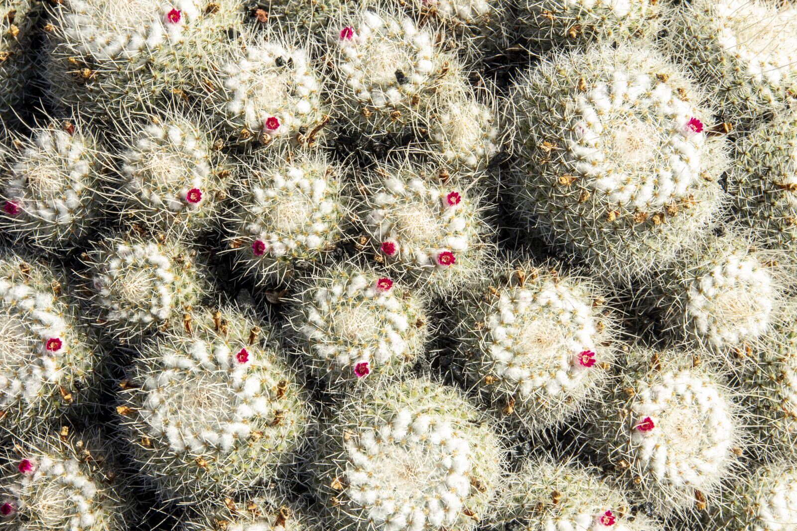 Canon EOS 650D (EOS Rebel T4i / EOS Kiss X6i) sample photo. Cactus, lanzarote, canary photography